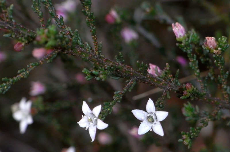 Philotheca angustifolia subsp. angustifolia