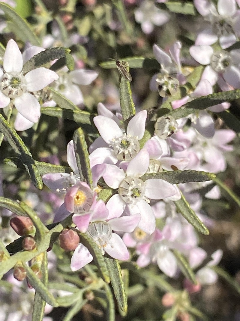 Philotheca brucei subsp. brucei