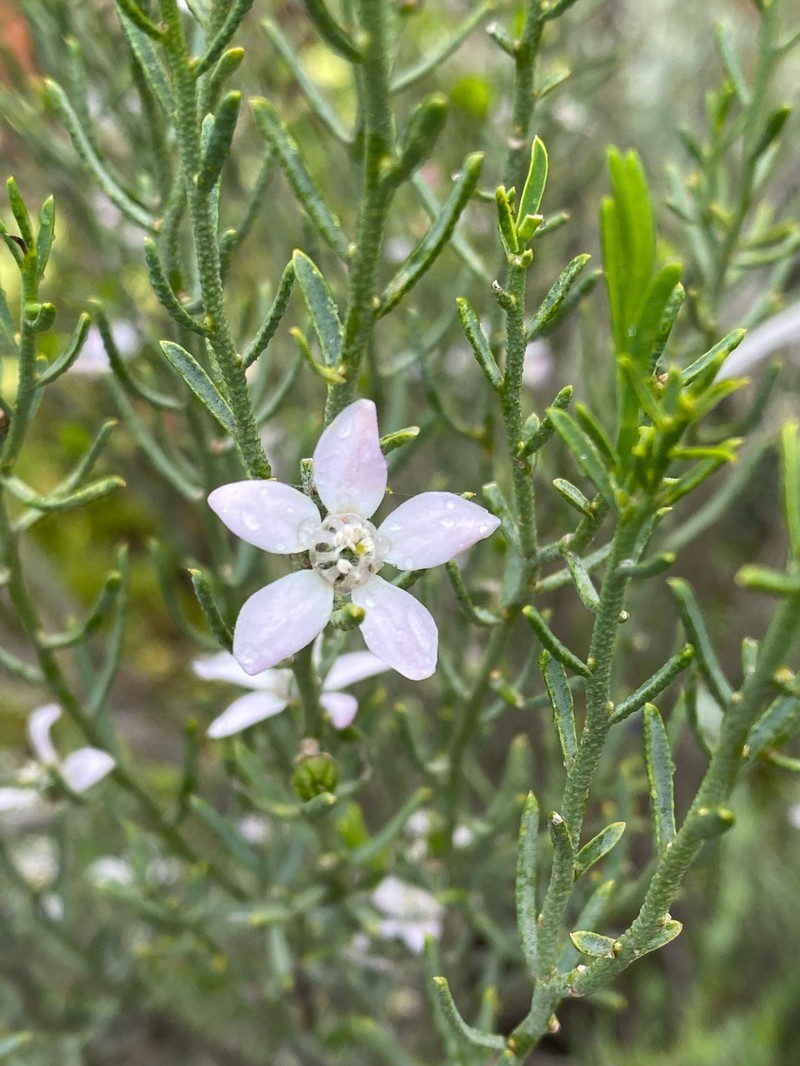 Philotheca brucei subsp. brucei photo 2