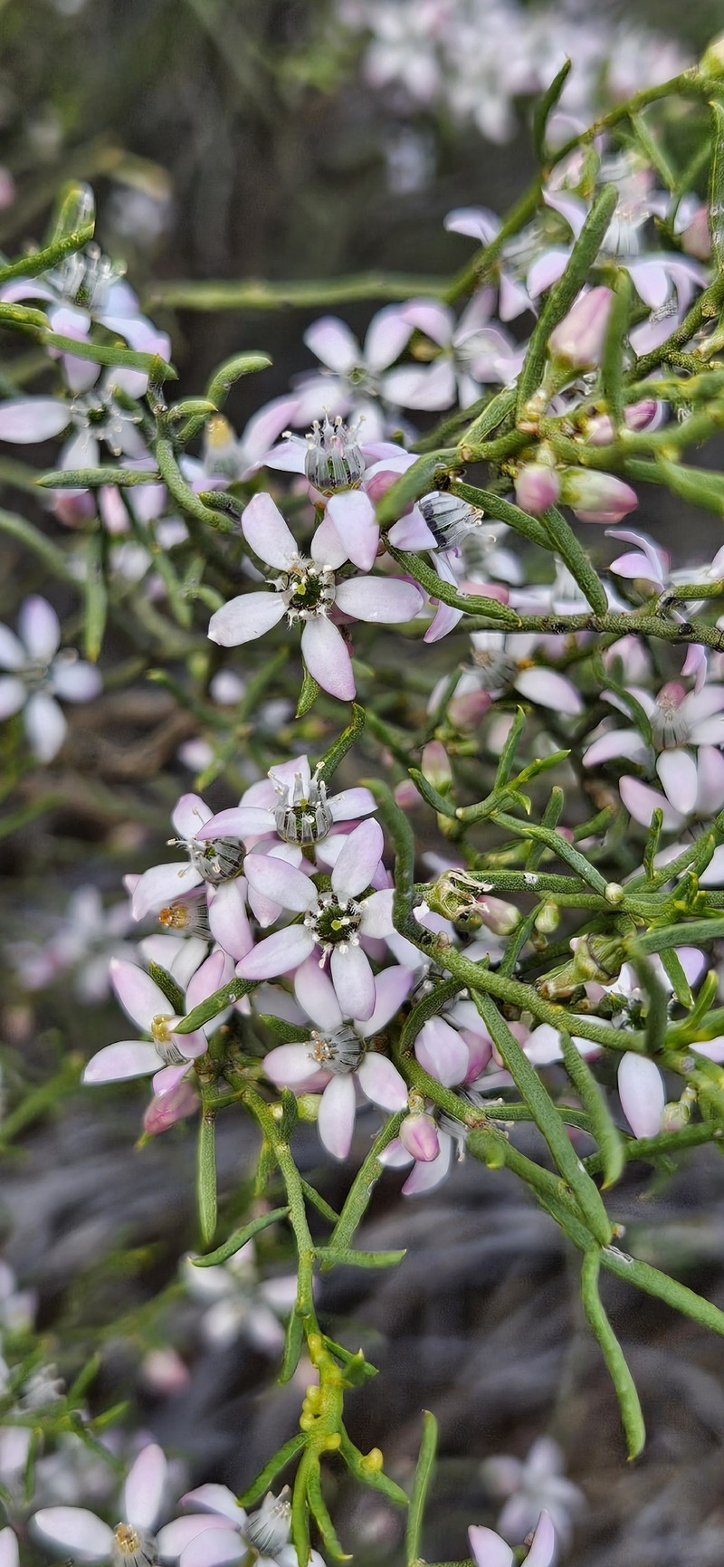 Philotheca brucei subsp. brucei photo 3