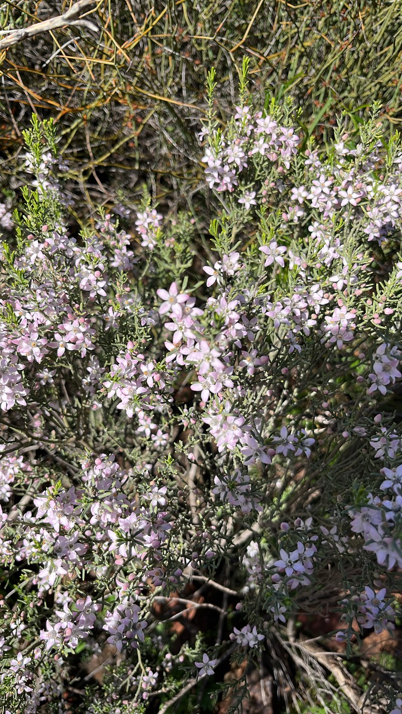 Philotheca brucei subsp. brucei photo 4
