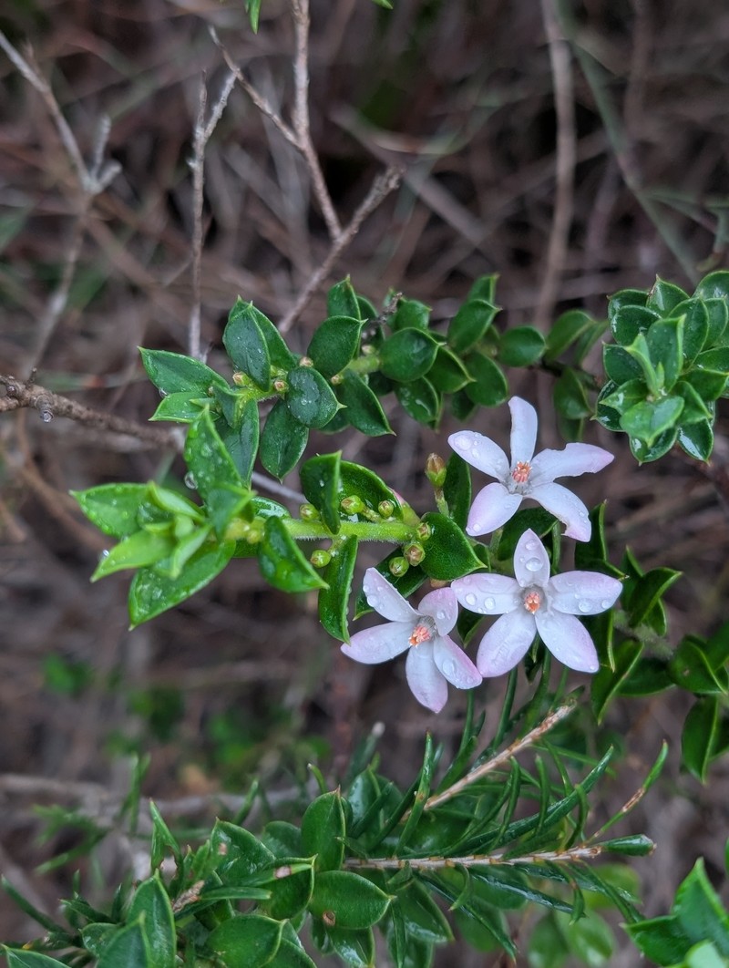 Philotheca buxifolia subsp. buxifolia