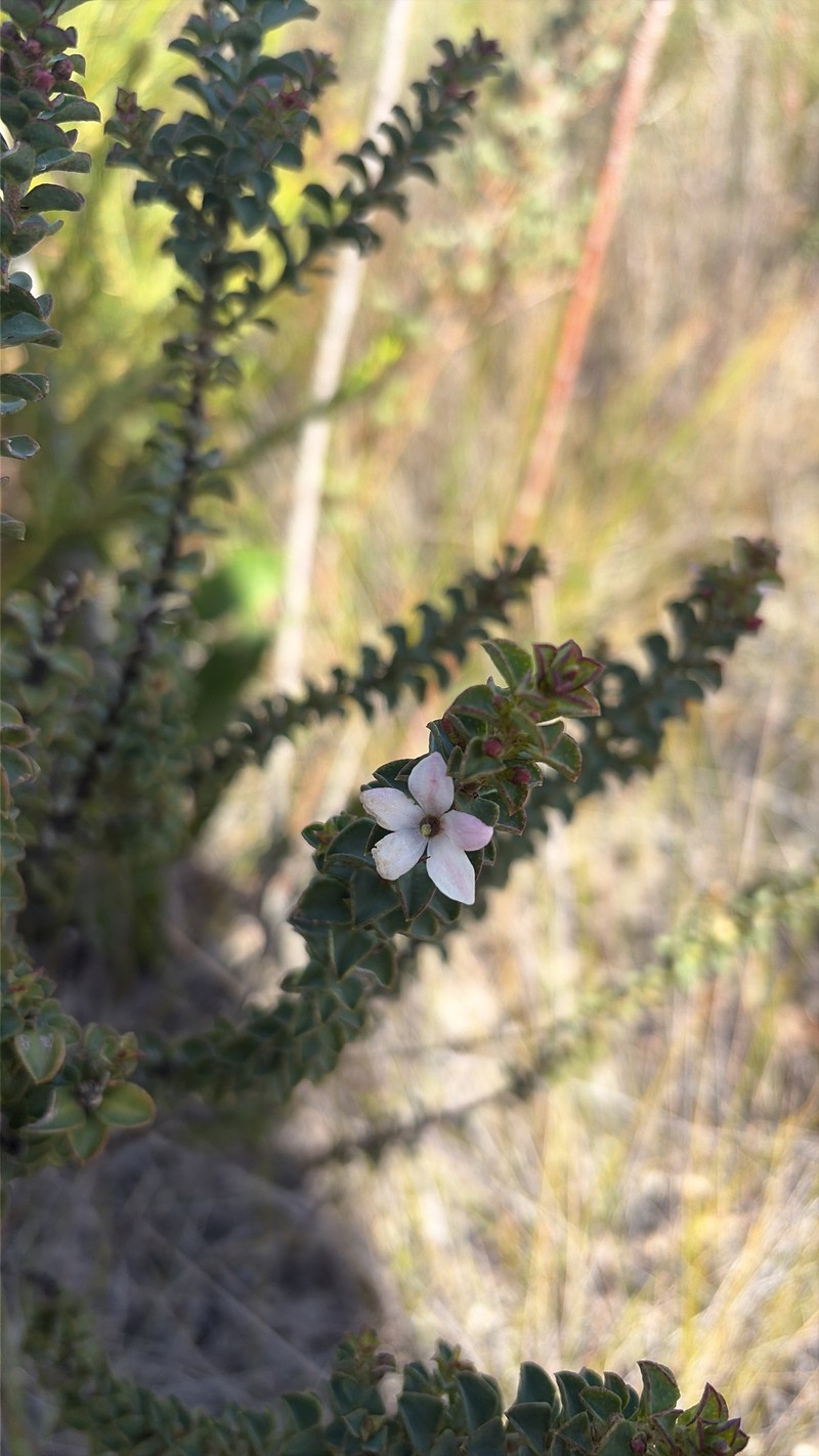 Philotheca buxifolia subsp. buxifolia photo 2