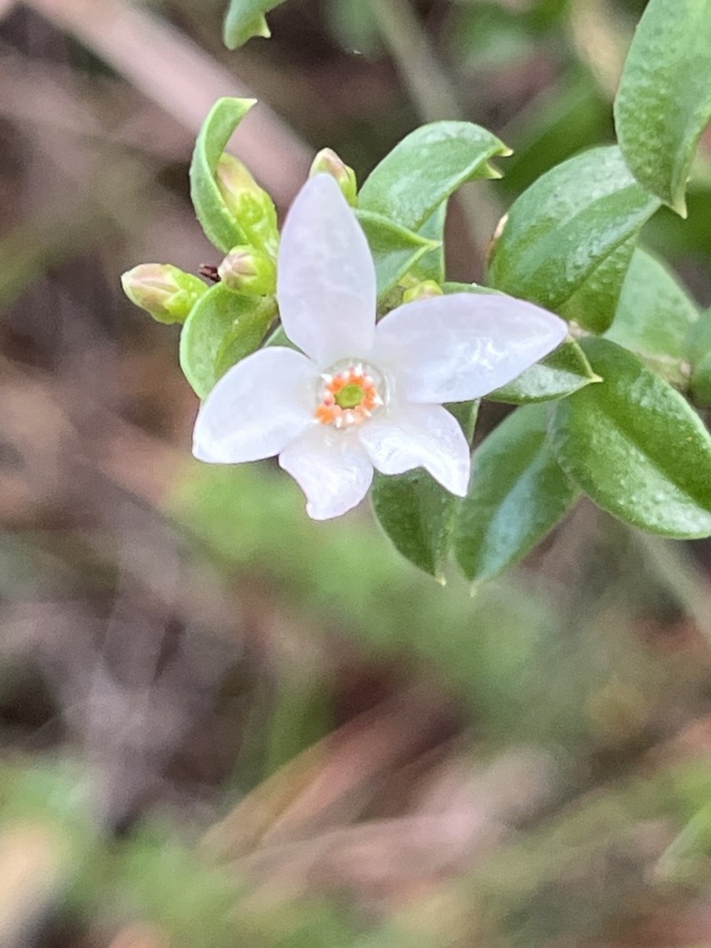 Philotheca buxifolia subsp. buxifolia photo 3