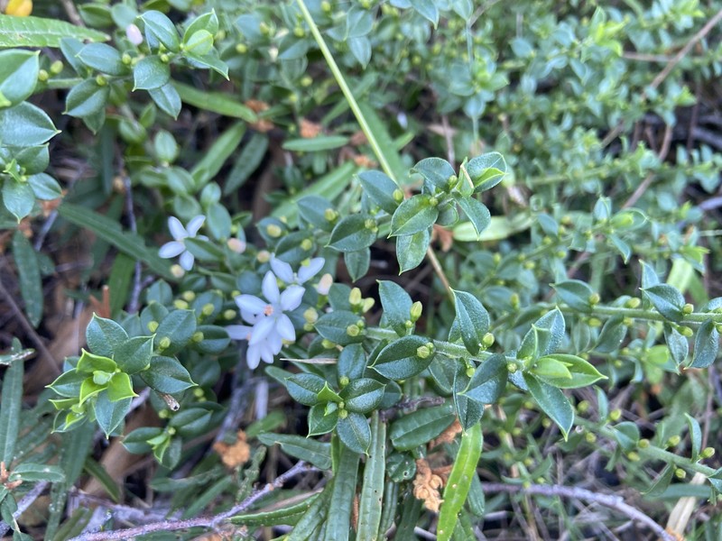 Philotheca buxifolia subsp. buxifolia photo 4