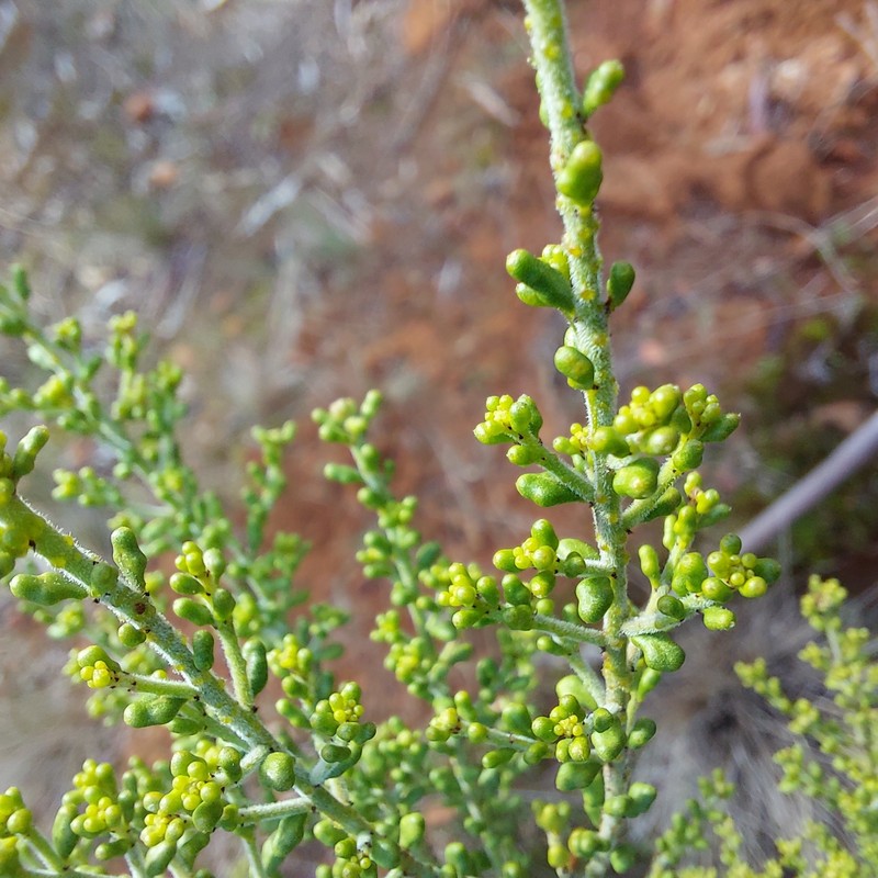 Philotheca difformis subsp. difformis