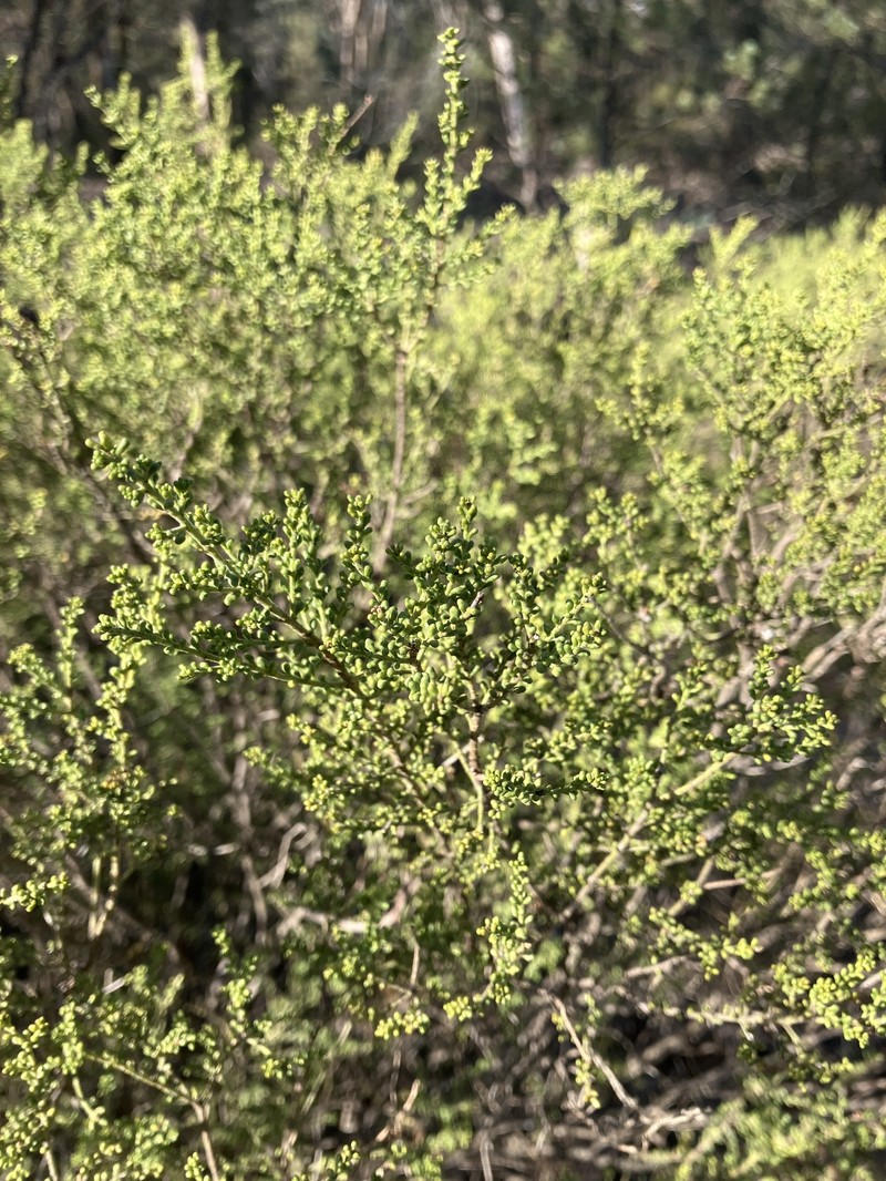 Philotheca difformis subsp. difformis photo 2