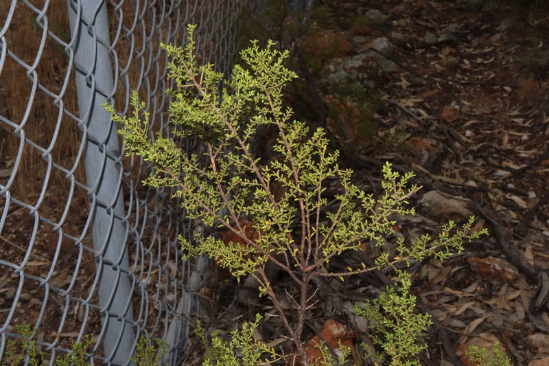 Philotheca difformis subsp. difformis photo 3