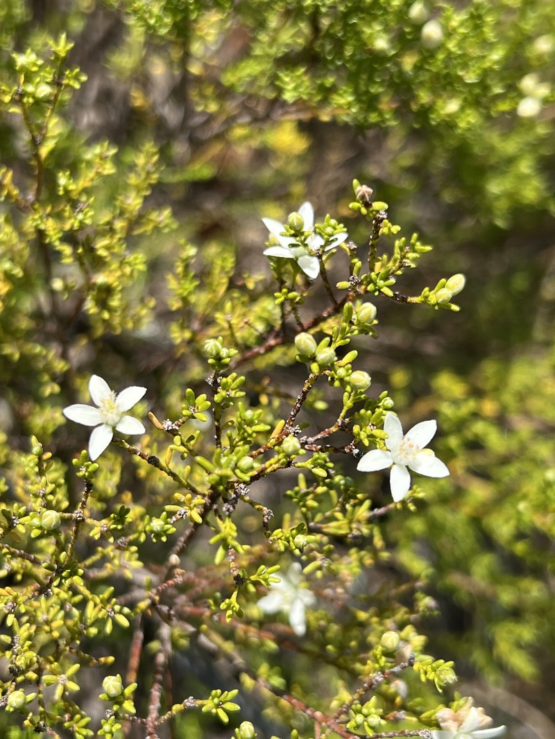 Philotheca difformis subsp. difformis photo 4