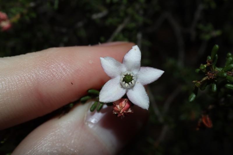 Philotheca gardneri subsp. gardneri