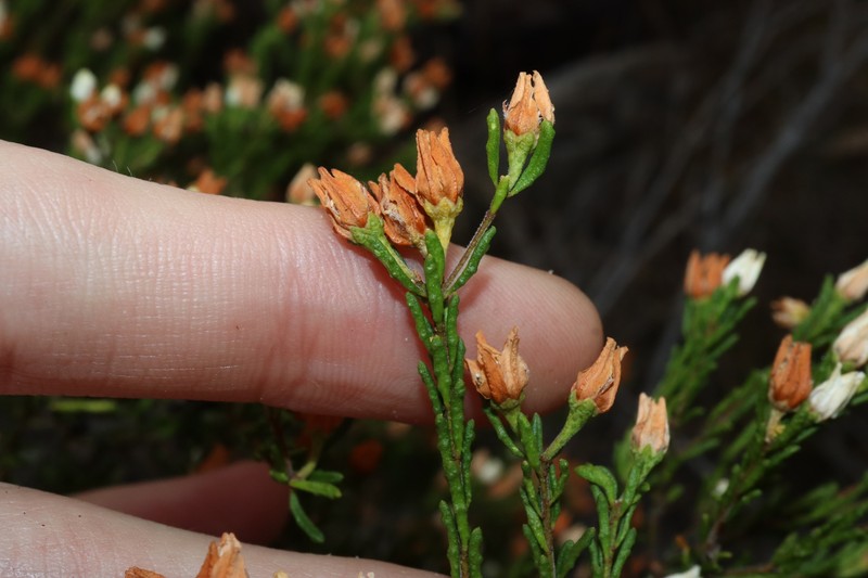 Philotheca gardneri subsp. gardneri photo 2