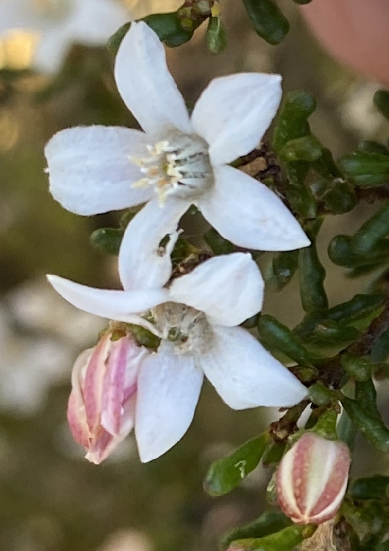 Philotheca gardneri subsp. gardneri photo 3
