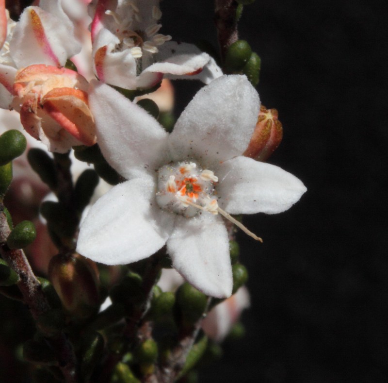 Philotheca gardneri subsp. gardneri photo 4