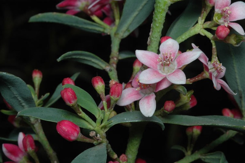 Philotheca myoporoides subsp. myoporoides