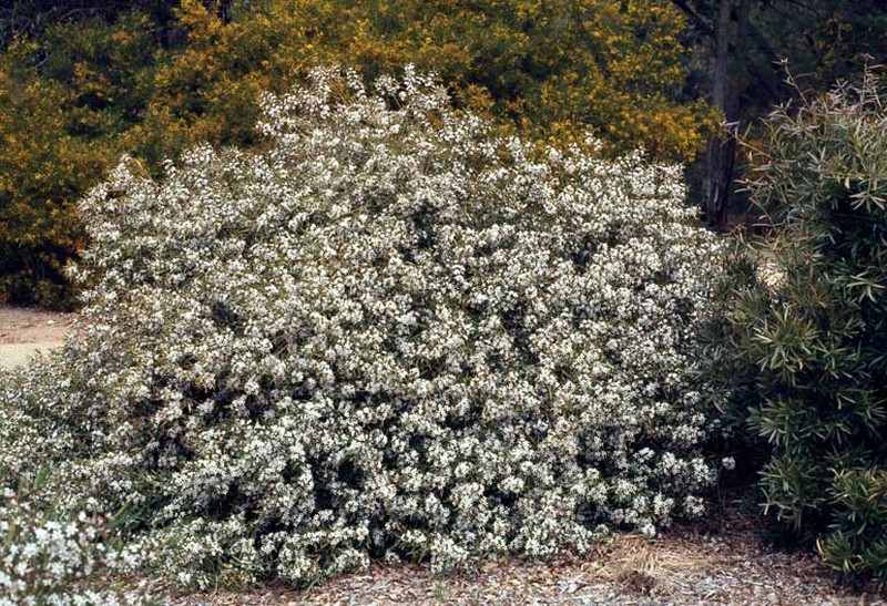 Philotheca myoporoides subsp. myoporoides photo 2