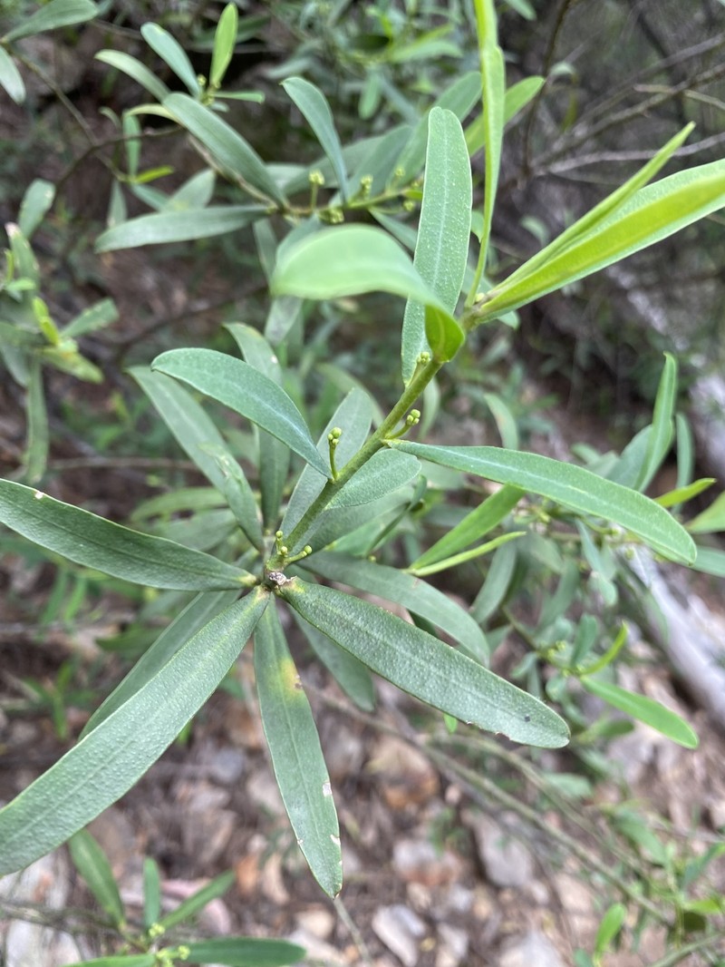 Philotheca myoporoides subsp. myoporoides photo 3