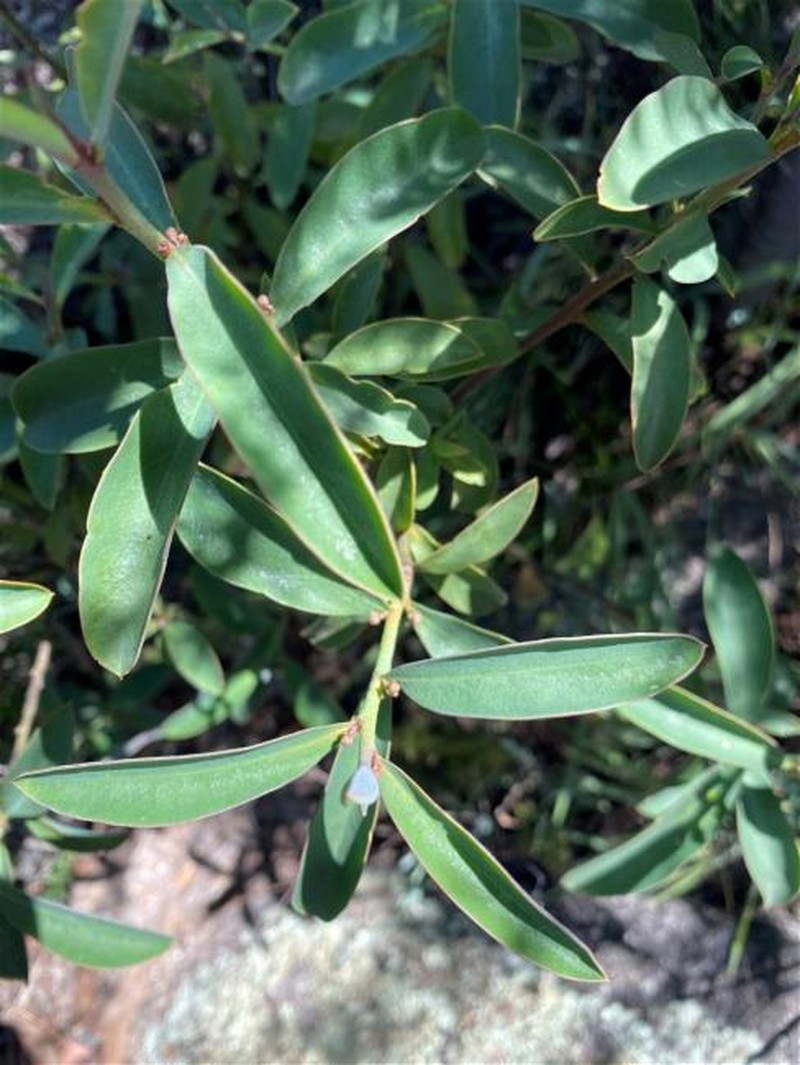 Philotheca myoporoides subsp. myoporoides photo 4