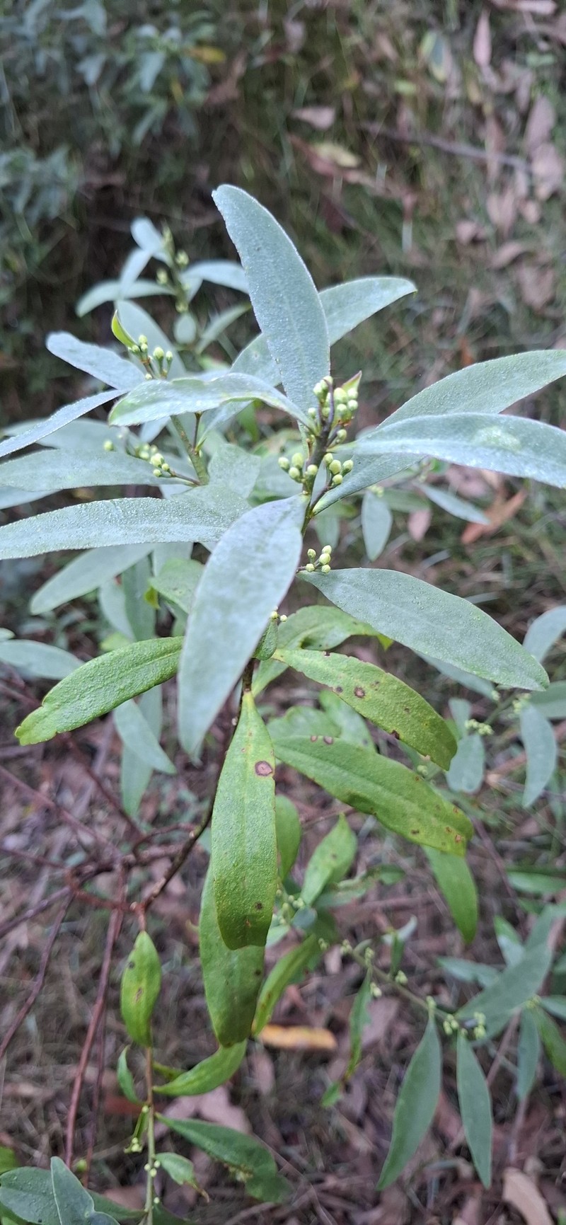 Philotheca myoporoides subsp. myoporoides photo 5