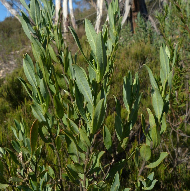 Philotheca myoporoides subsp. myoporoides photo 6