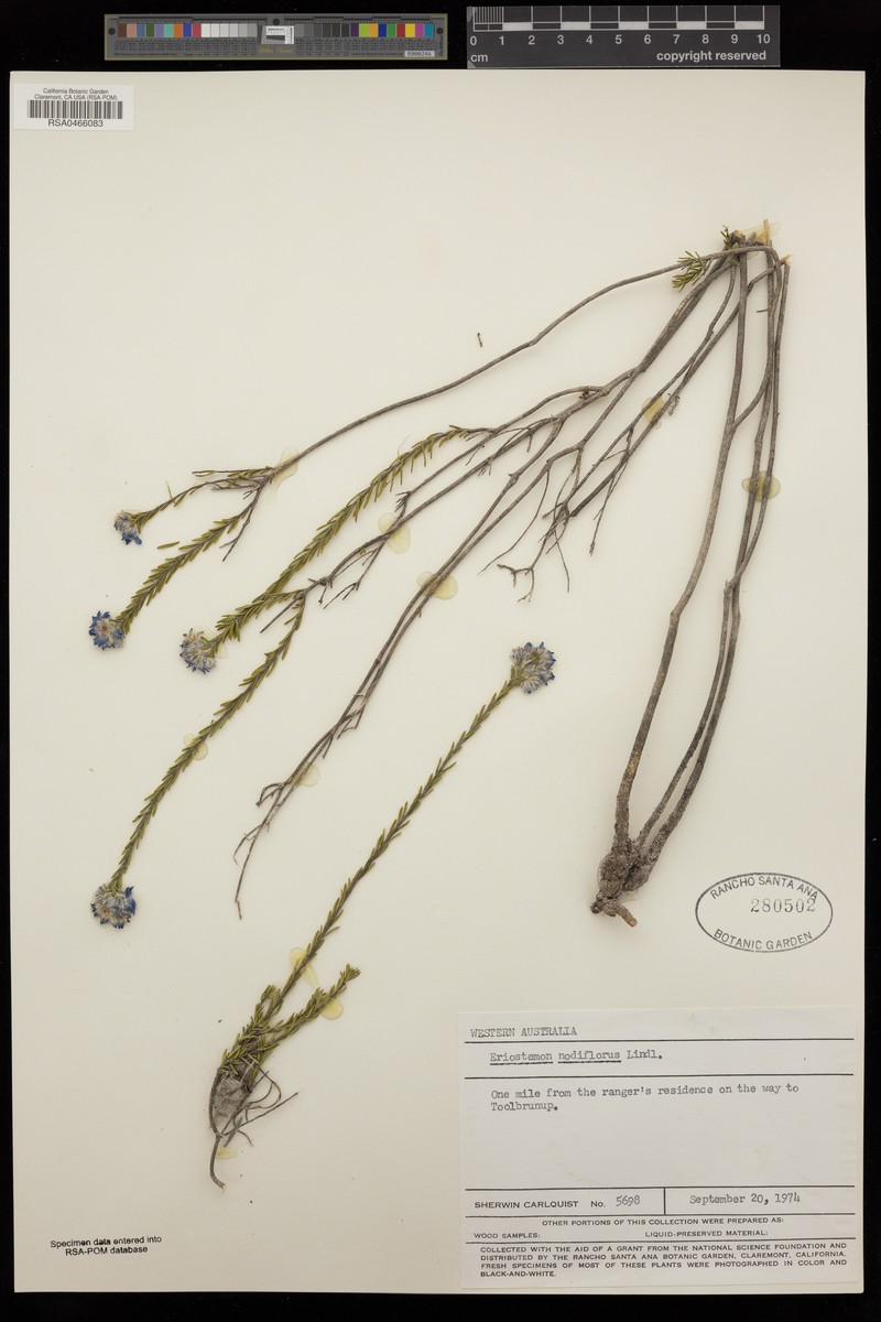 Philotheca nodiflora subsp. nodiflora