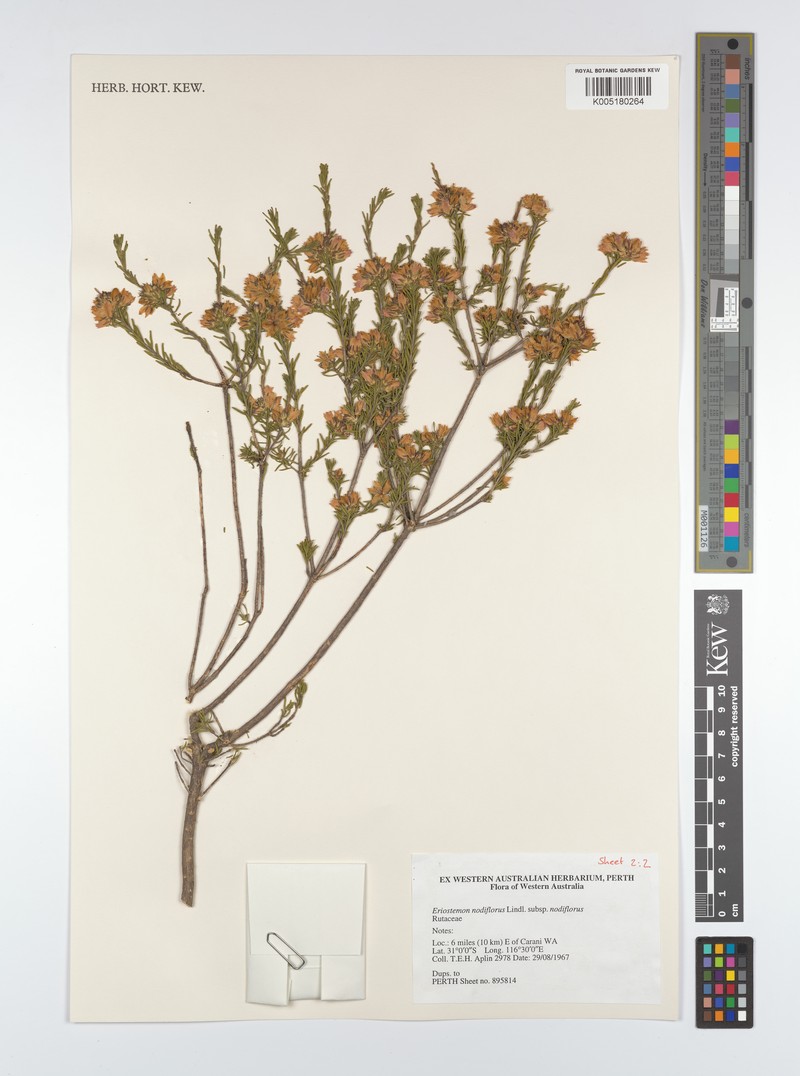 Philotheca nodiflora subsp. nodiflora photo 2