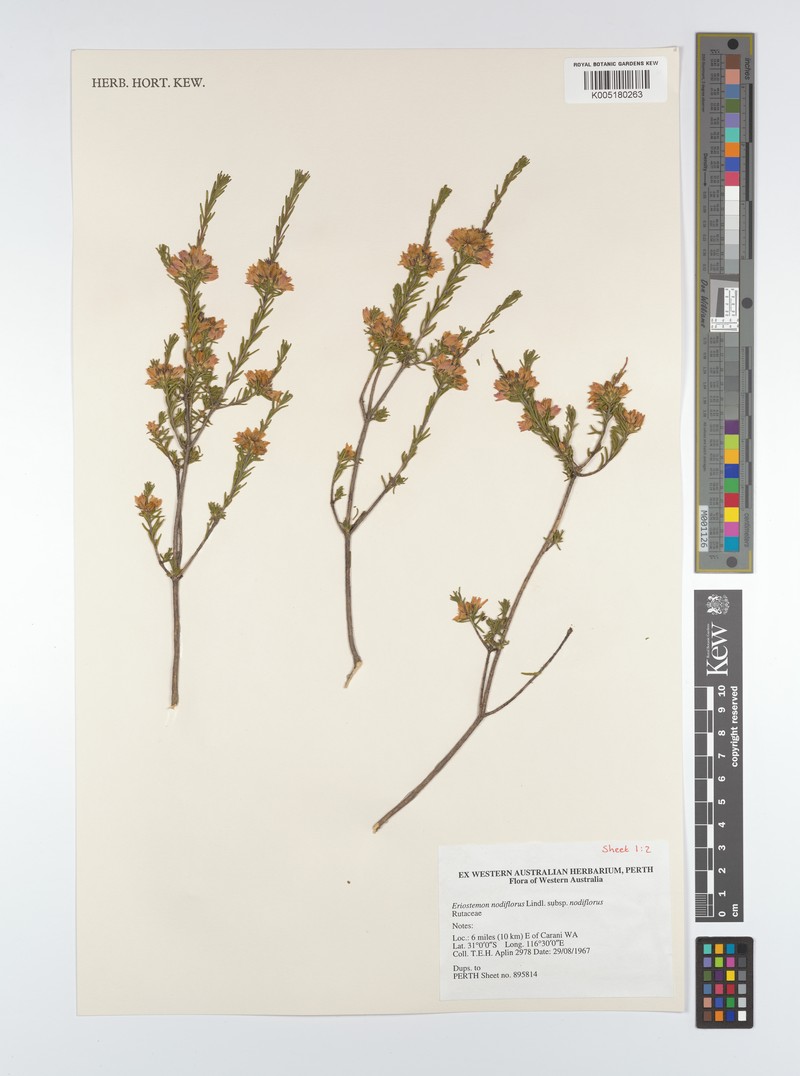 Philotheca nodiflora subsp. nodiflora photo 3
