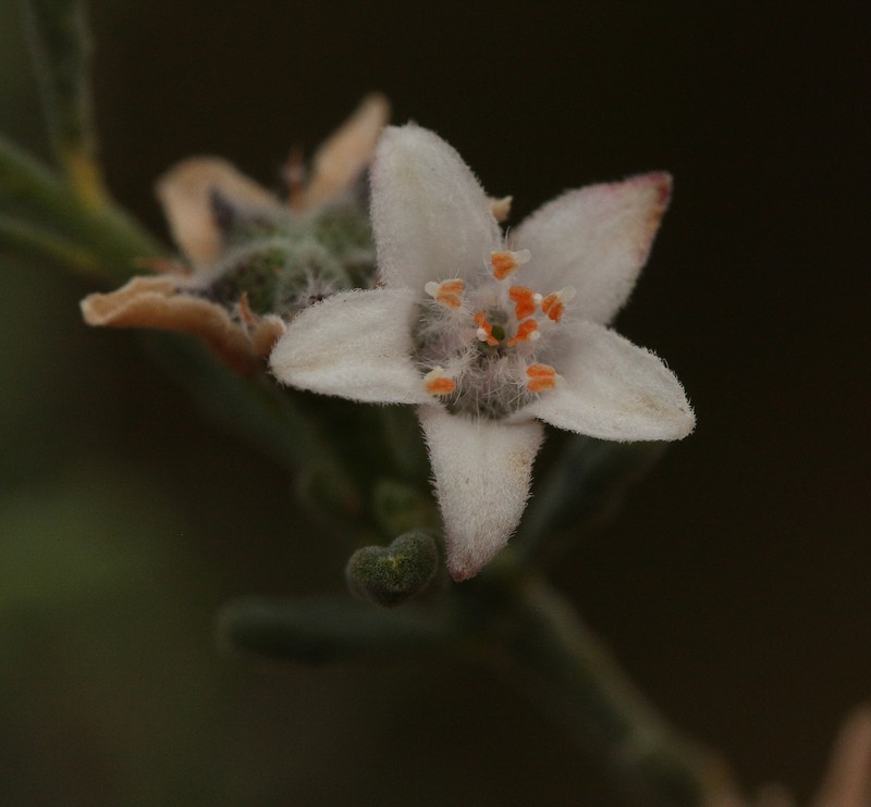 Philotheca richardsoniana photo 2