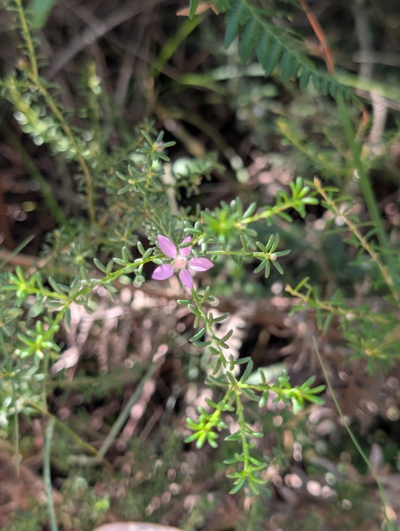 Philotheca salsolifolia subsp. salsolifolia