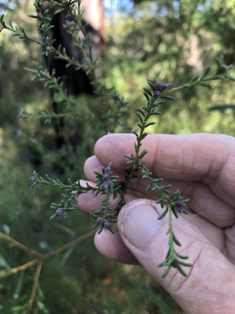 Philotheca salsolifolia subsp. salsolifolia photo 2