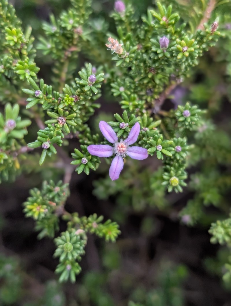Philotheca salsolifolia subsp. salsolifolia photo 3