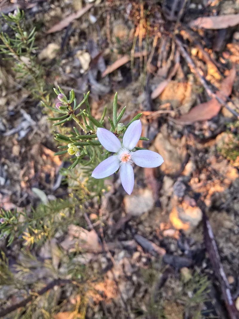 Philotheca salsolifolia subsp. salsolifolia photo 4