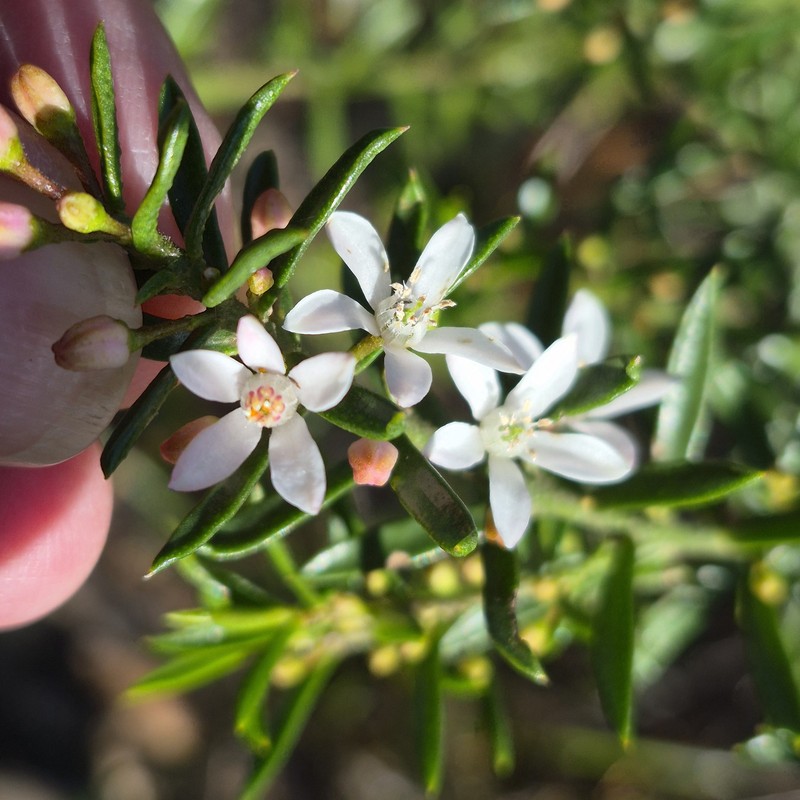 Philotheca scabra subsp. scabra