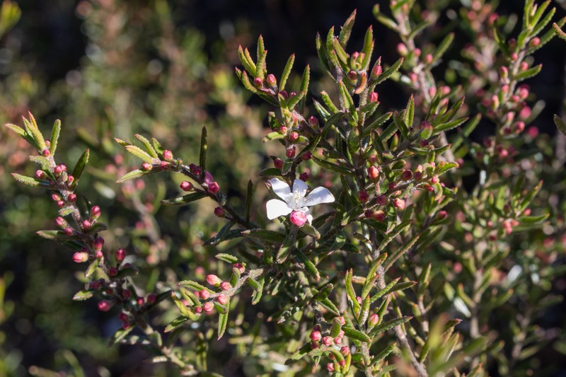 Philotheca scabra subsp. scabra photo 2