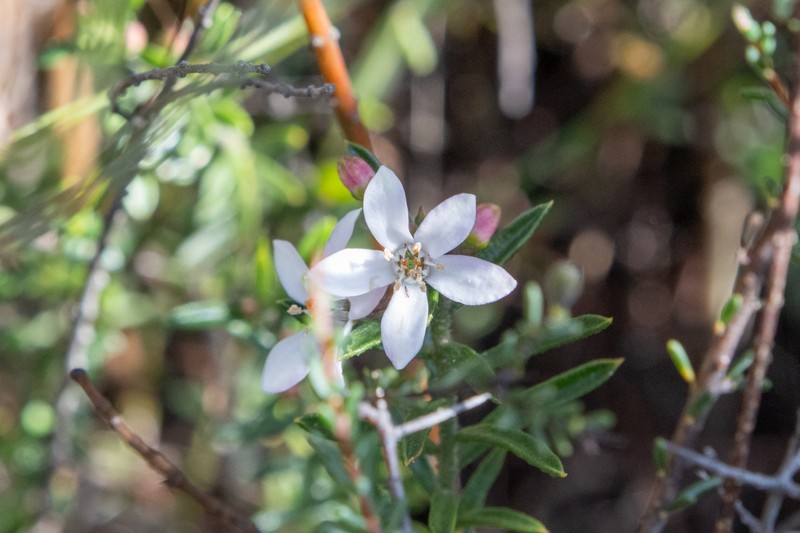 Philotheca scabra subsp. scabra photo 3