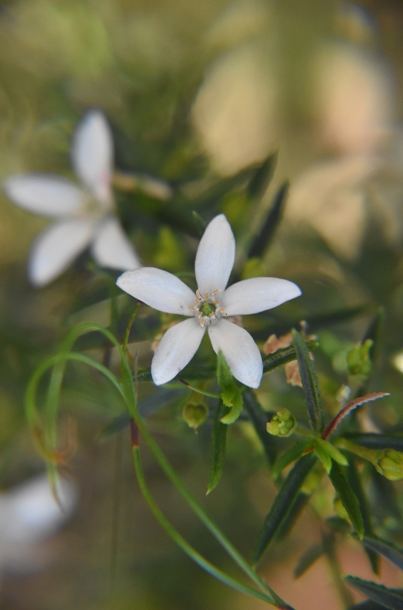 Philotheca scabra subsp. scabra photo 4