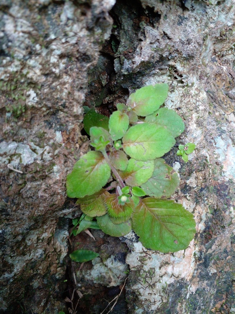 Phinaea pulchella var. pulchella