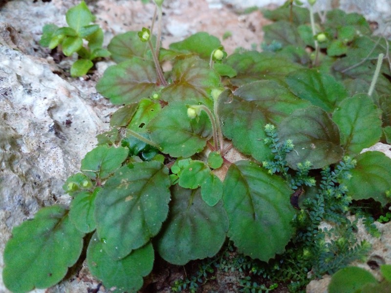 Phinaea pulchella var. pulchella photo 2