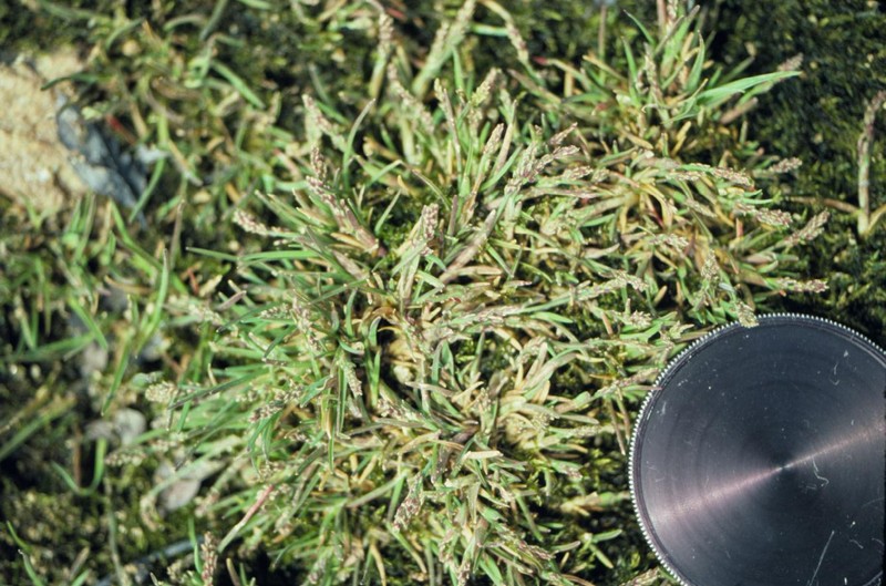 Icegrass photo 5