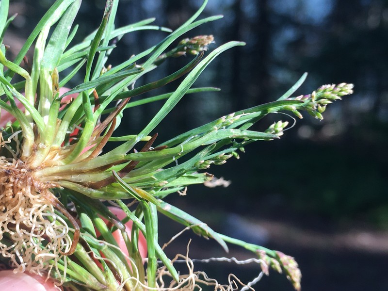 Icegrass photo 6