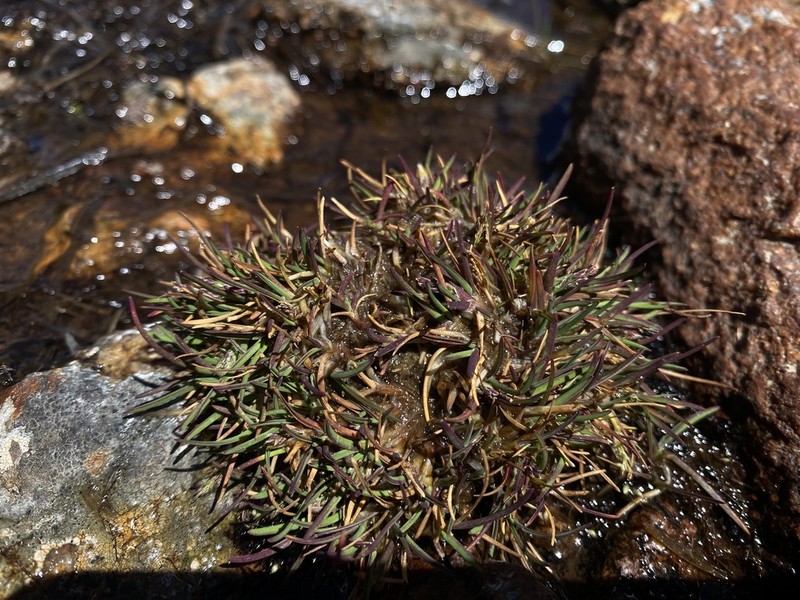 Icegrass