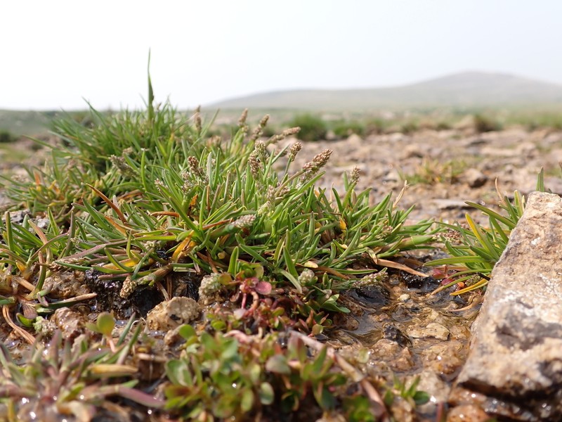 Icegrass photo 3