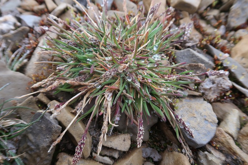 Icegrass photo 4