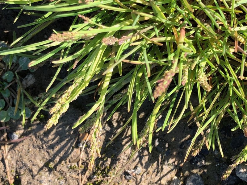 Icegrass photo 6