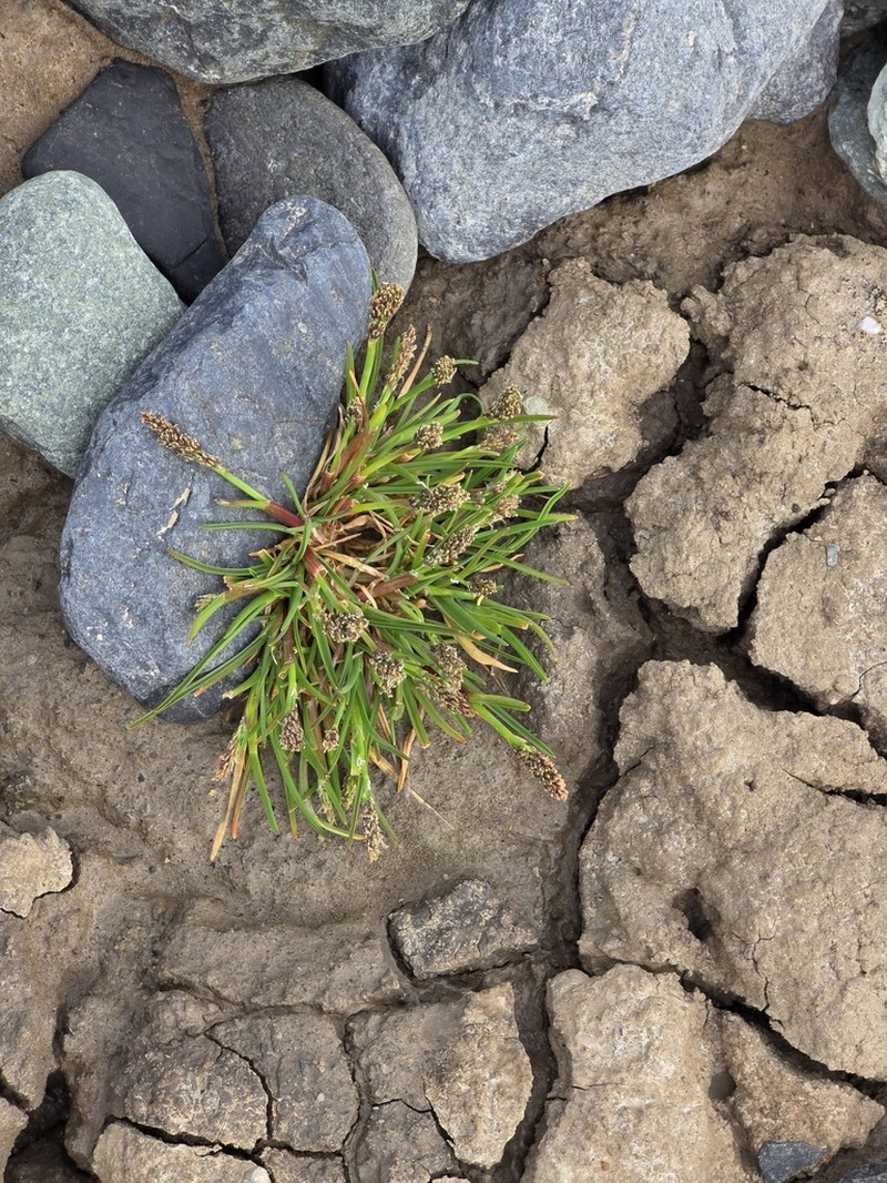 Icegrass photo 7