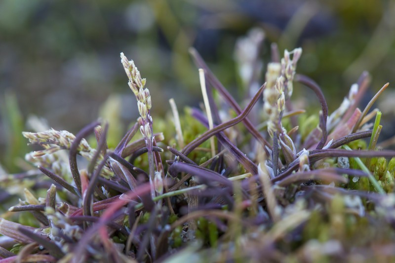 Icegrass photo 8