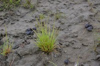 Snow Grass