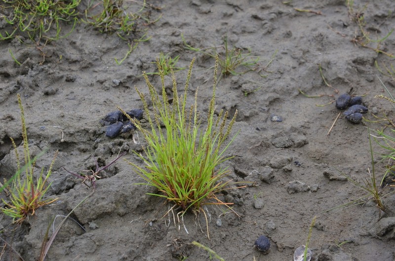 Snow Grass