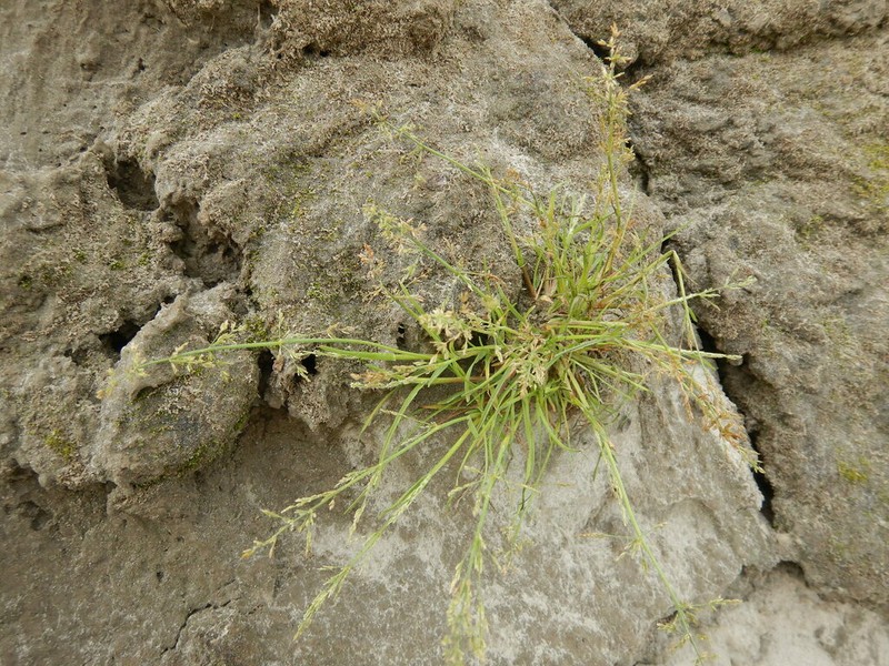 Snow Grass photo 2