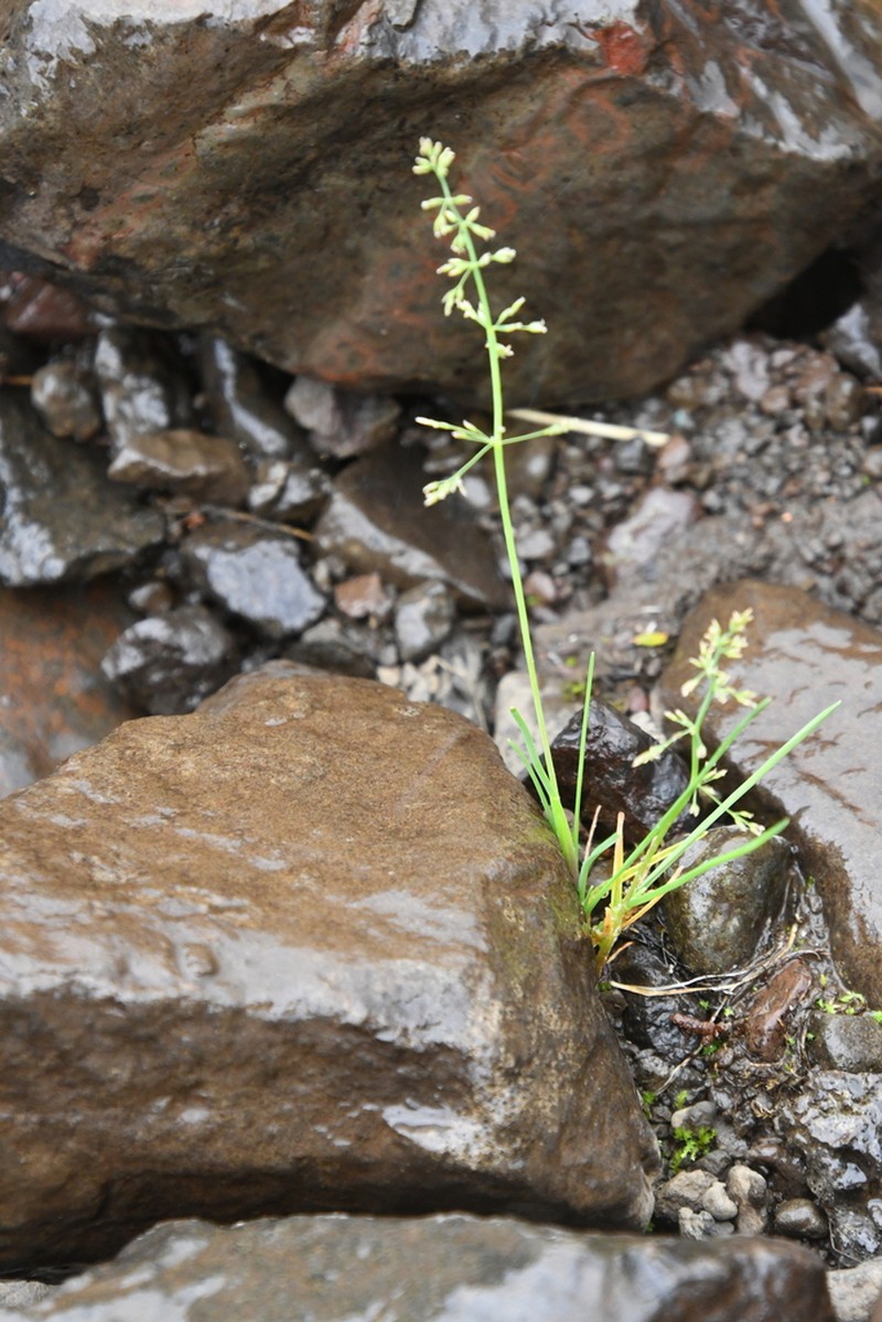 Snow Grass photo 3