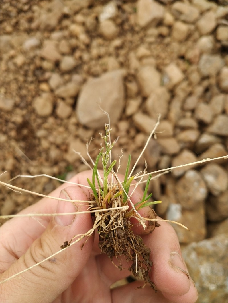 Snow Grass photo 4